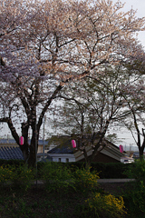 井出の玉川-7