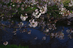 井出の玉川-3