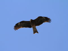 IMG_3981