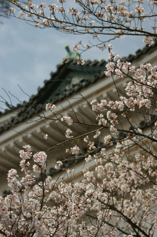 和歌山城と桜