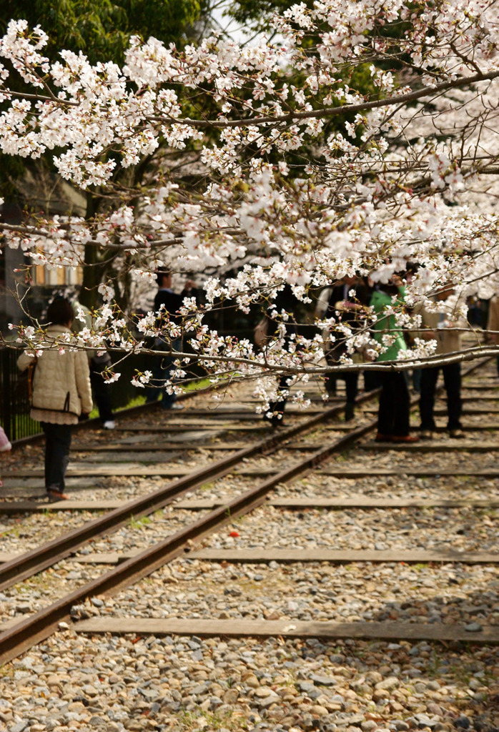 京都インクラインの桜