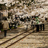 京都インクラインの桜