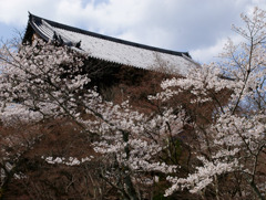 南禅寺の山門と桜