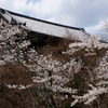南禅寺の山門と桜
