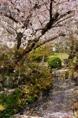 桜の花道