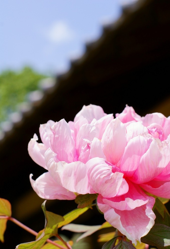 空に咲くしゃくなげ花