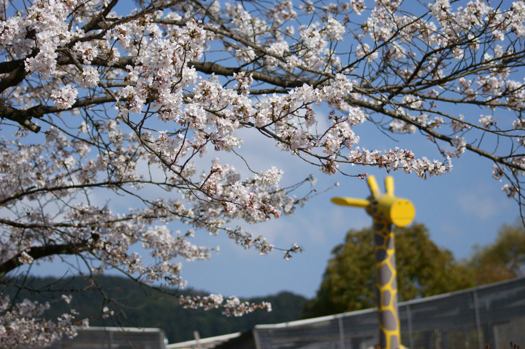 京都動物園ののキリンさんと桜