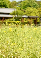 河内の里に咲く