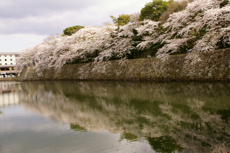 水面桜