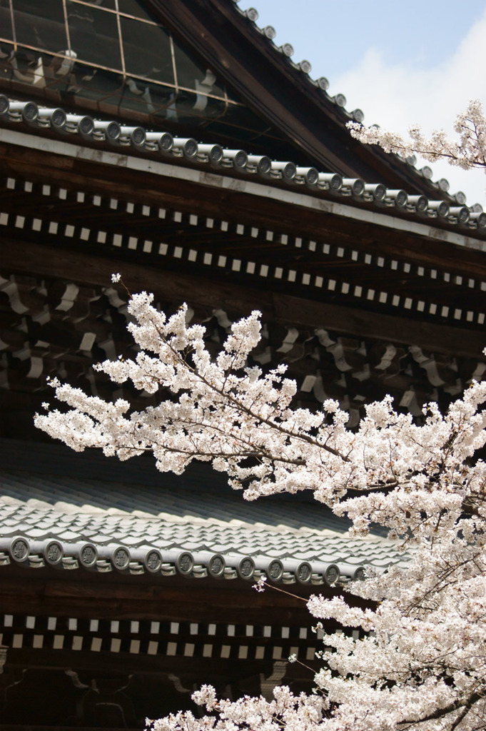 南禅寺の本堂と桜