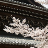 南禅寺の本堂と桜