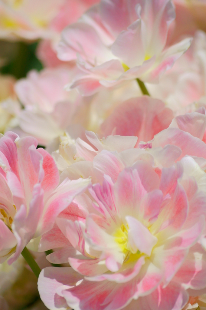 セレッソ色の花