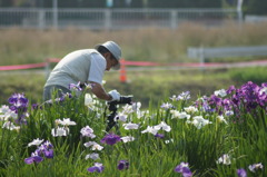 花菖蒲とカメラマン