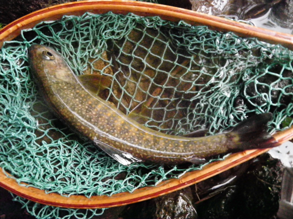 岩魚
