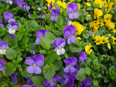 IMGP0273