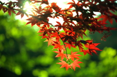 春紅葉1