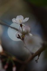 桜4