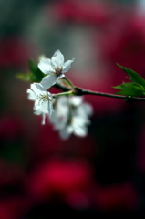 桜1