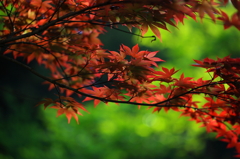 春紅葉3