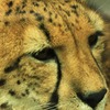 IMG_3306-A