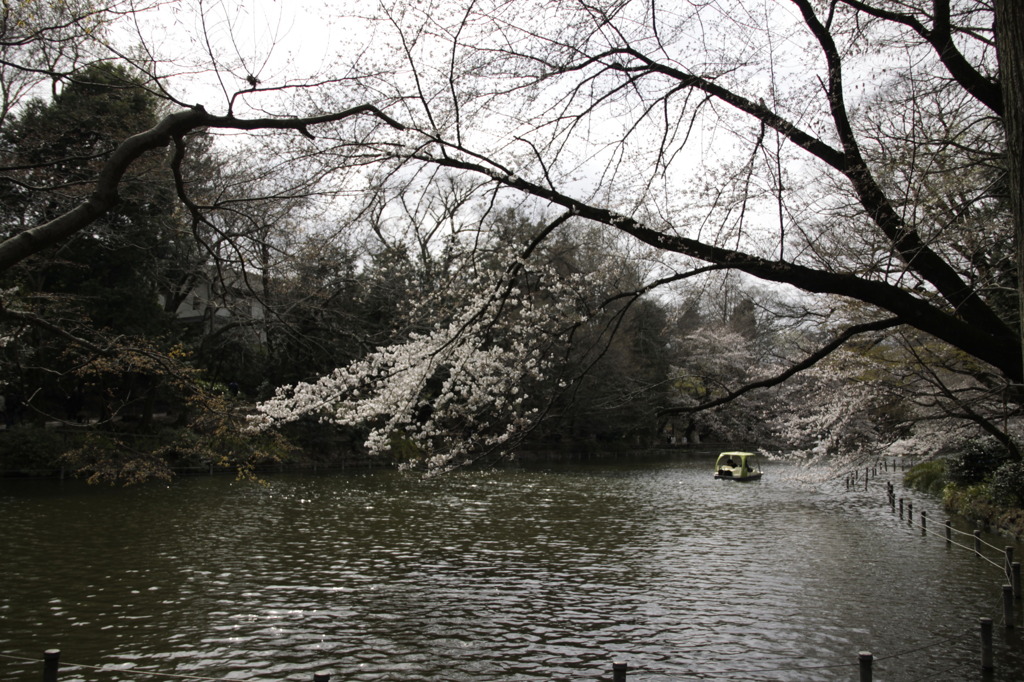 湖上に咲く