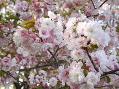 可愛い色の桜