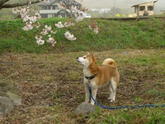 桜五分咲き、僕八部咲き