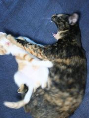IMG_5681c
