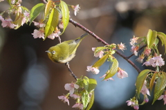 冬桜にメジロさん②