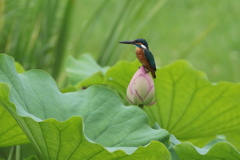 蓮蕾と翡翠①