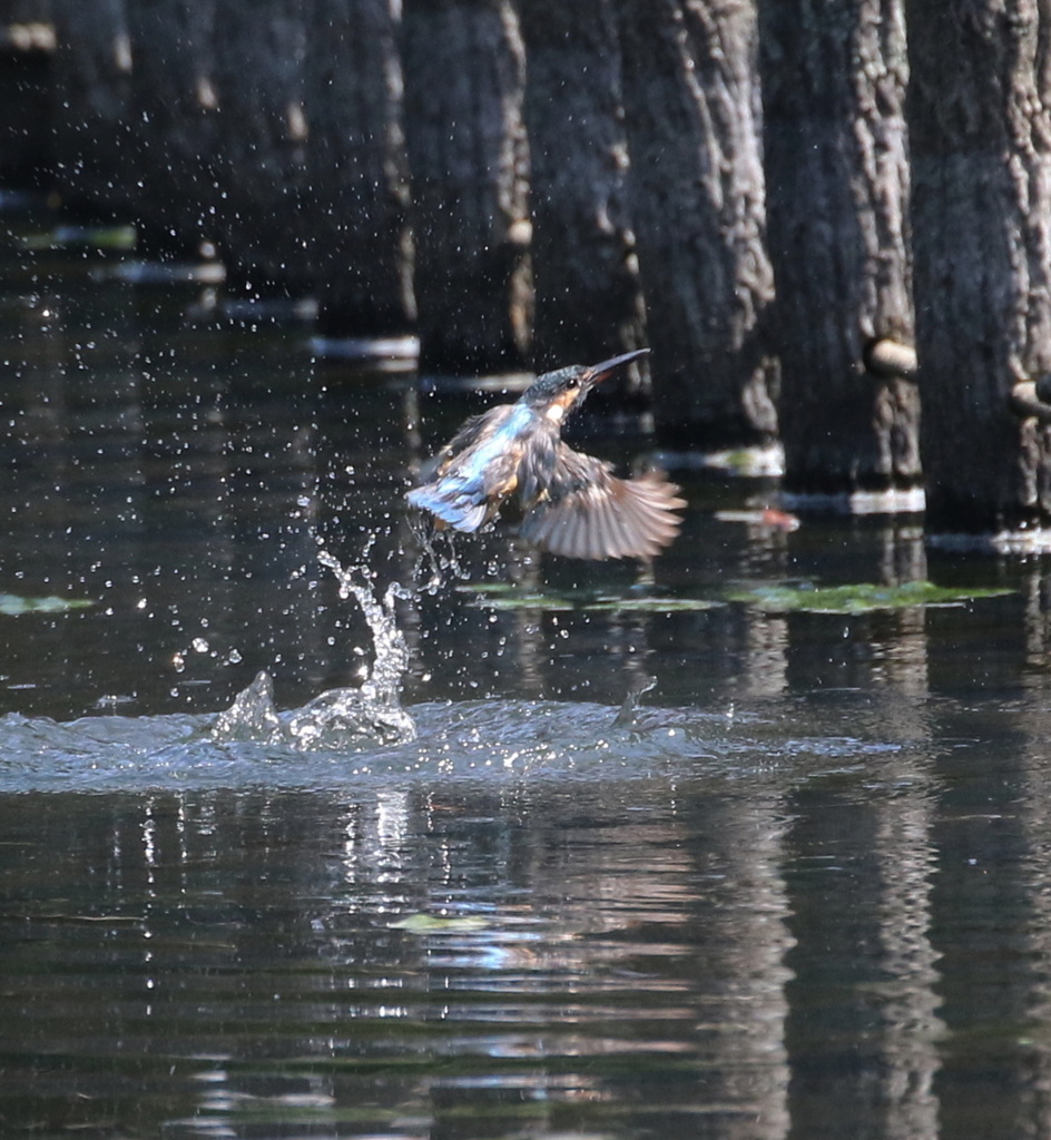 若カワちゃんの水浴び