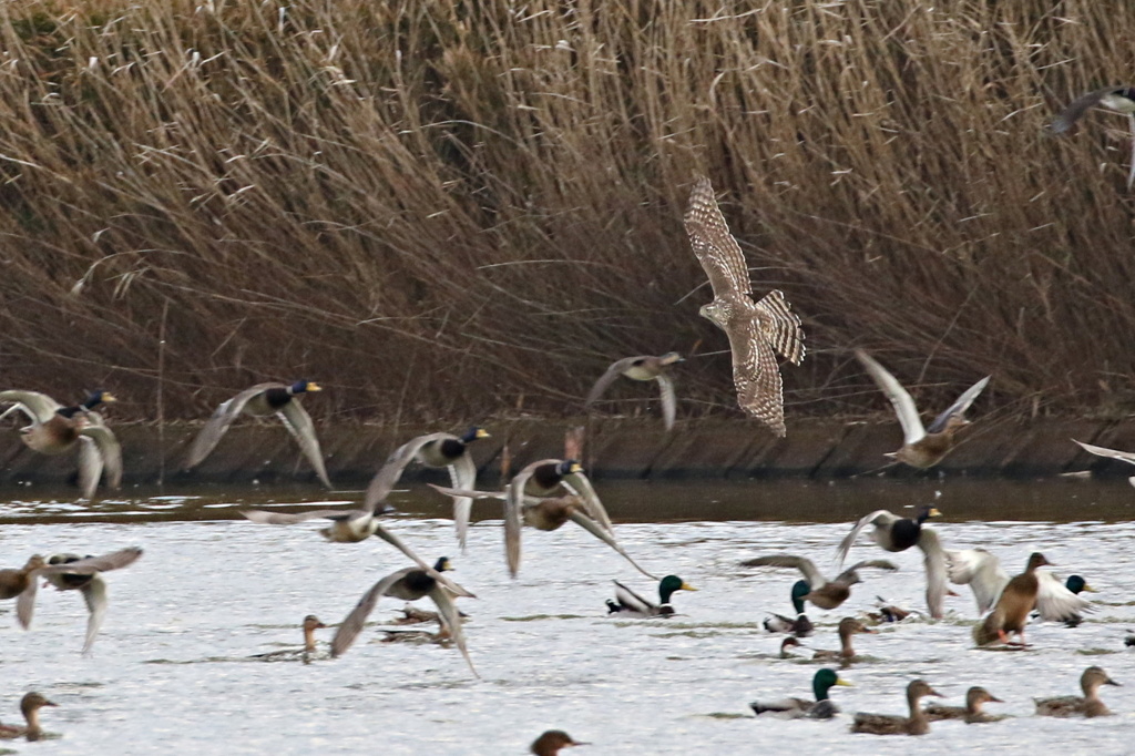 大鷹のハンティング