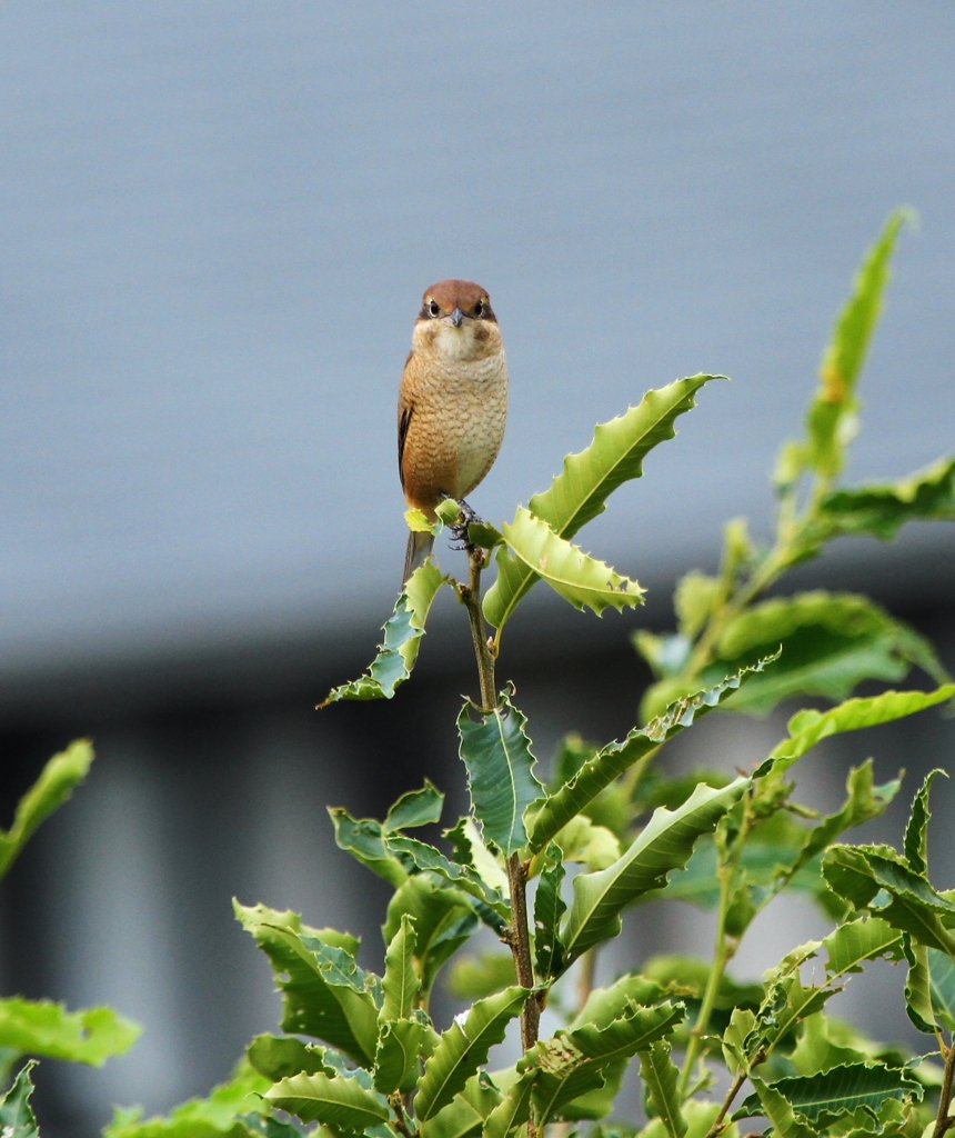家窓シリーズⅢ　モズ吉君のご挨拶