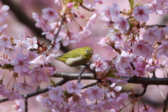 河津桜にメジロ