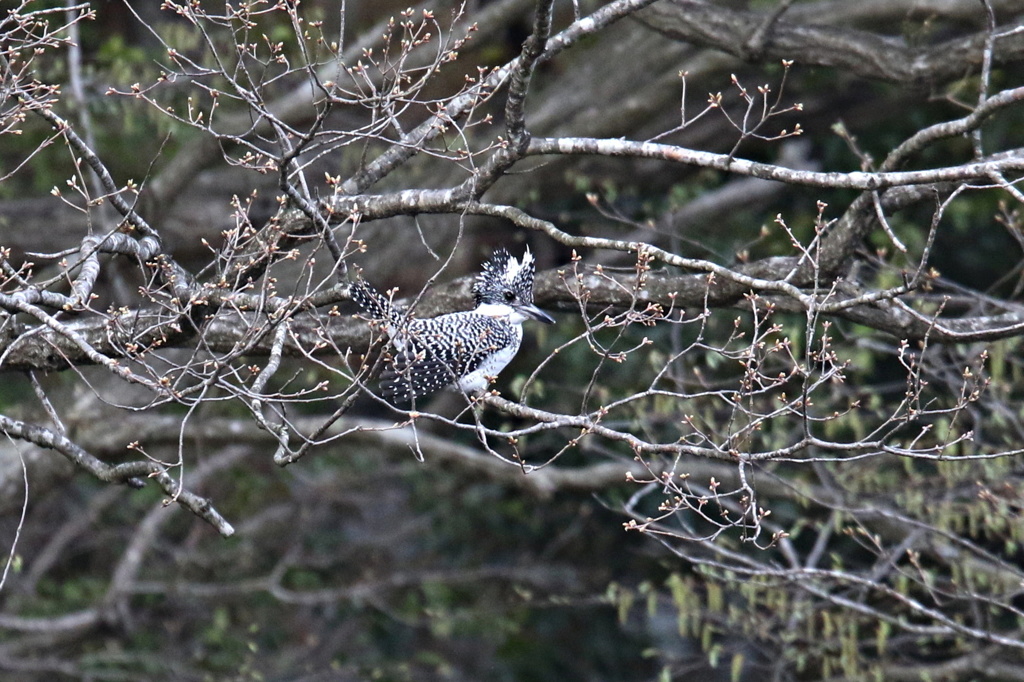 この日のヤマセミ