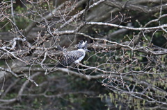 この日のヤマセミ