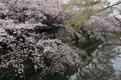 八幡堀の桜②