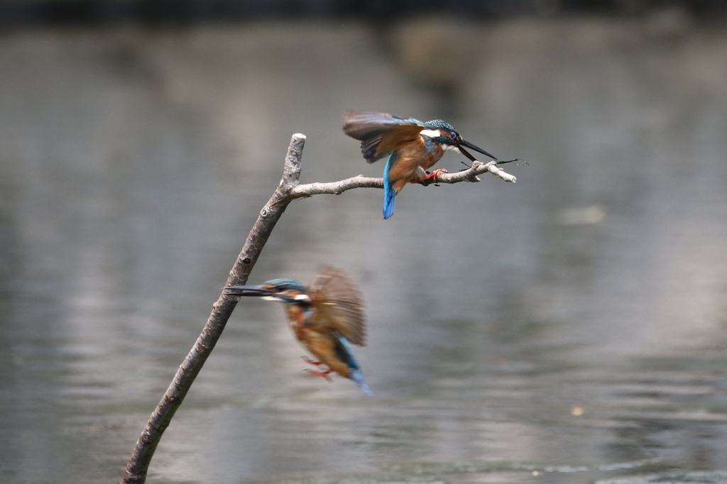 そんなの食べたらあかん