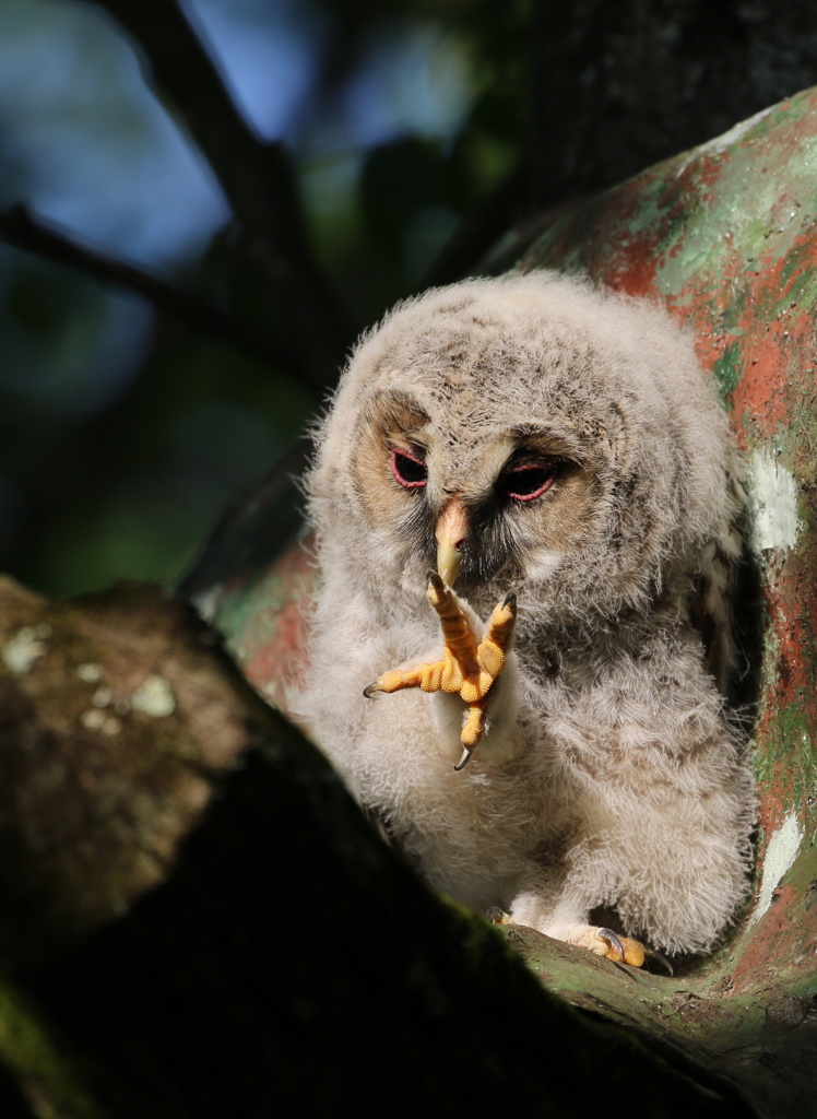 流石に猛禽の子