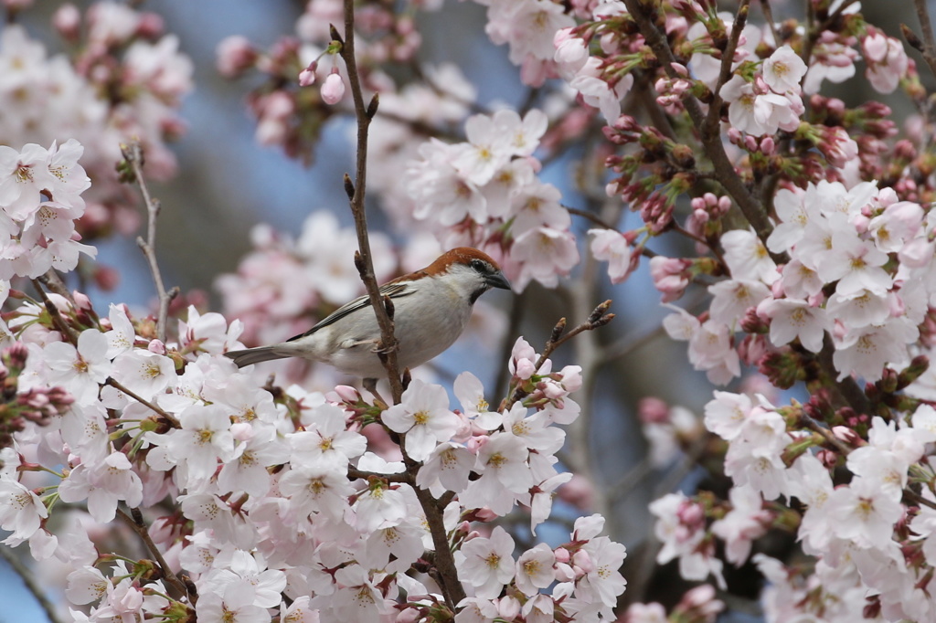 桜ニュウナイ