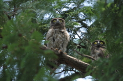 アオバズクの雛雄と雛子②