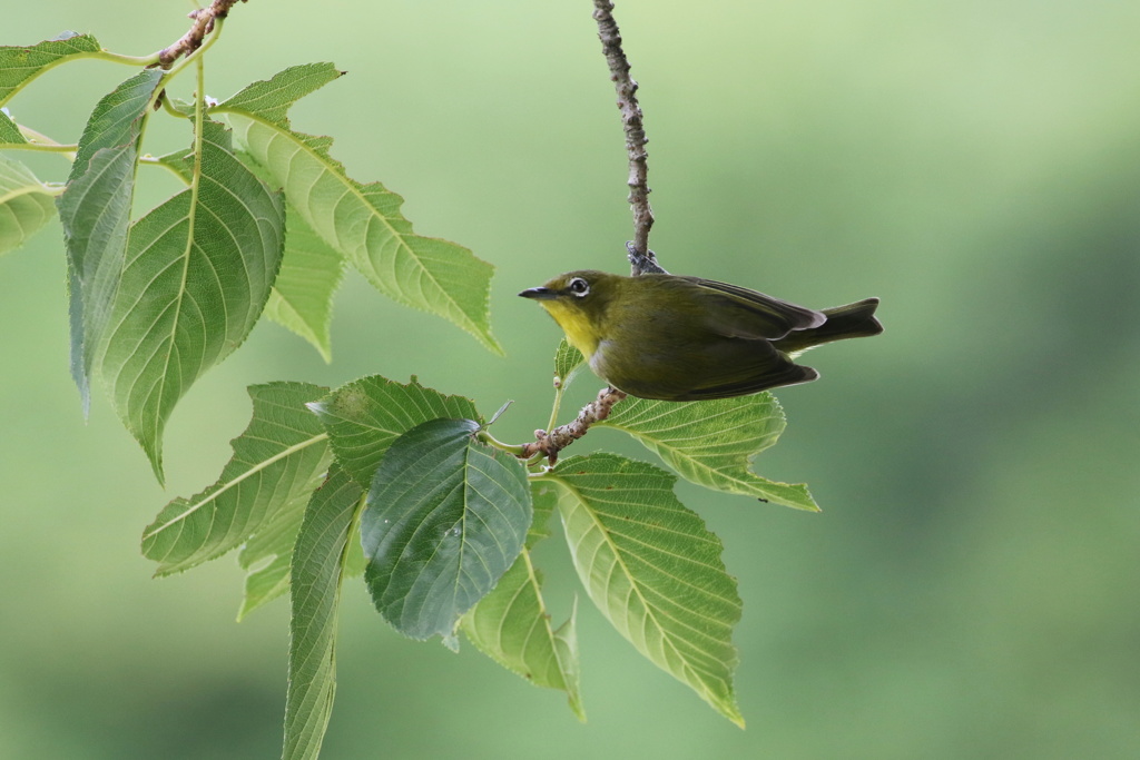 緑陰のメジロ①