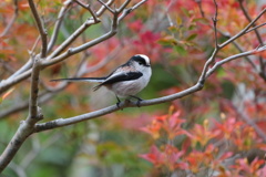 紅葉のエナガ