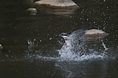 ヤマセミの突っ込み①