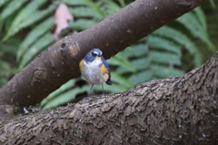 お別れの冬鳥〜ルリビタキ〜