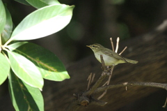 昨日の鳥撮り　目が細い？メボソムシクイ