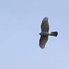 春の鷹の渡りは？