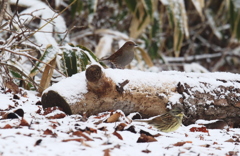 カヤクグリならぬ雪潜り②