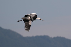秋空を舞うコウノトリ