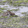 干潟のウズラシギ